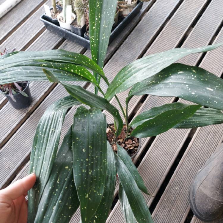 Plant image Aspidistra vietnamensis 'Ginga' syn. Aspidistra elatior 'Milky Way', Aspidistra sichuanensis 'Ginga', Aspidistra elatior 'Shooting Stars'