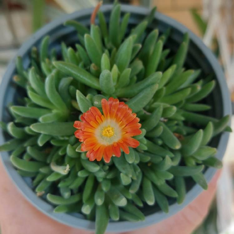 Plant image Mesembryanthemum