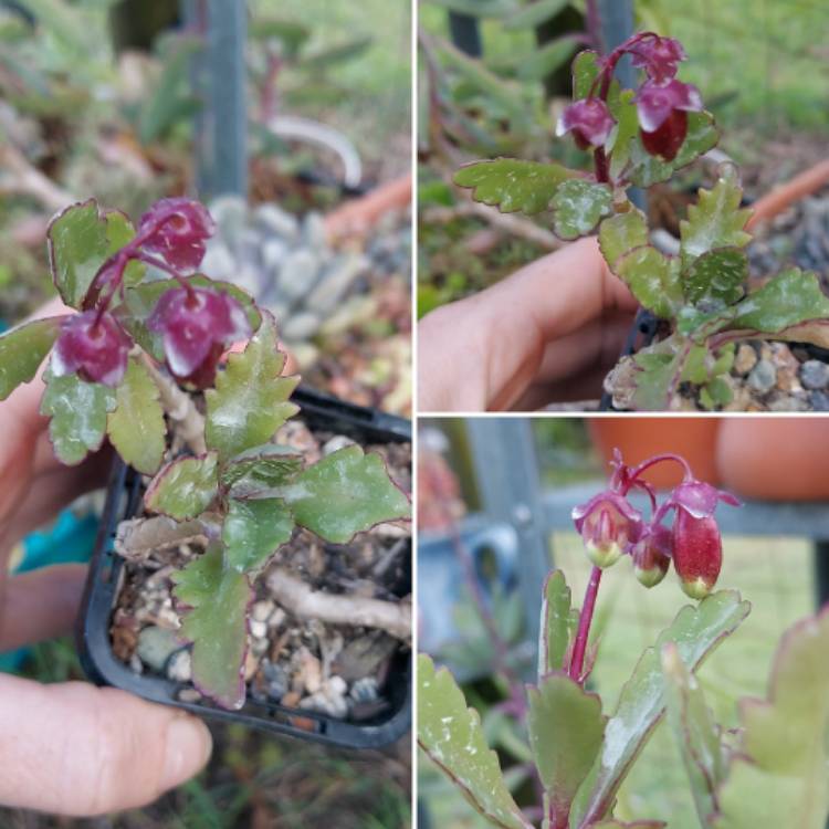 Plant image Kalanchoe 'Pixie Bells'