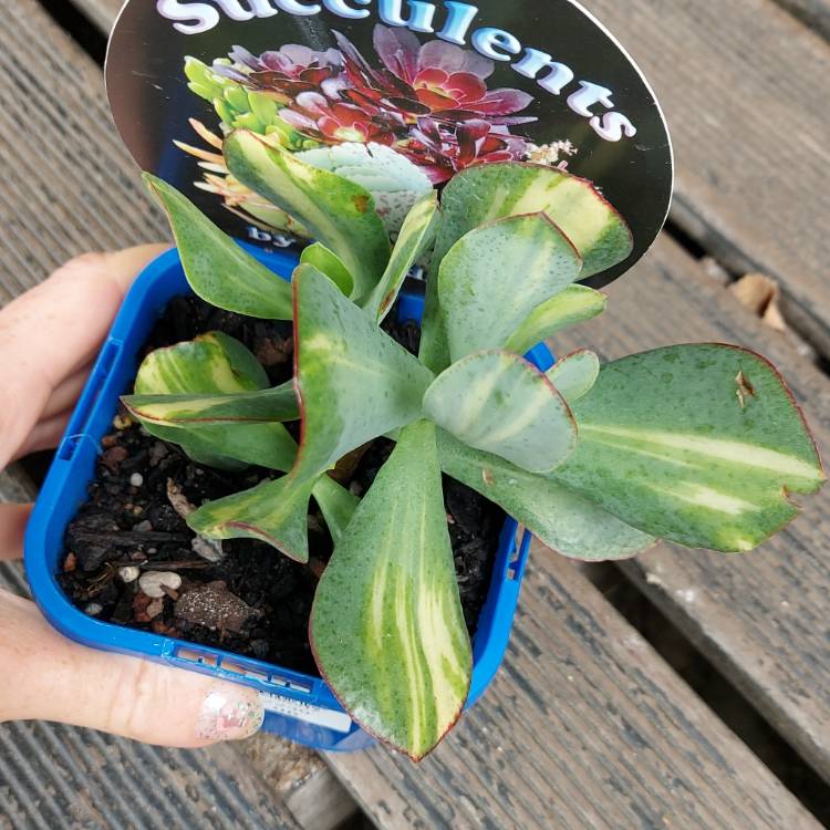 Plant image Crassula arborescens subsp. undulatafolia 'Bluebird Varigata'