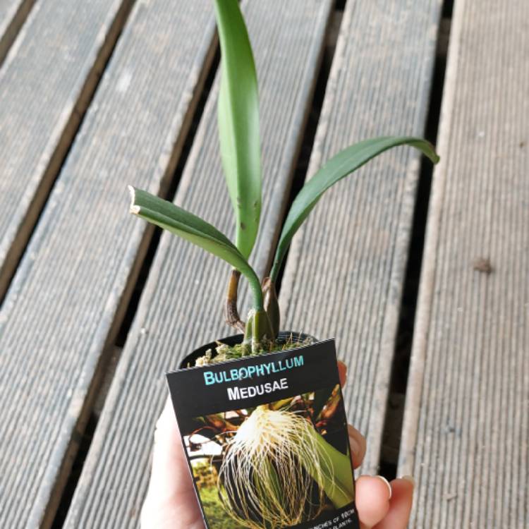 Plant image Bulbophyllum medusae