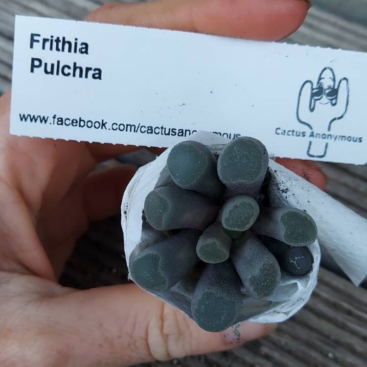 Plant image Frithia Pulchra