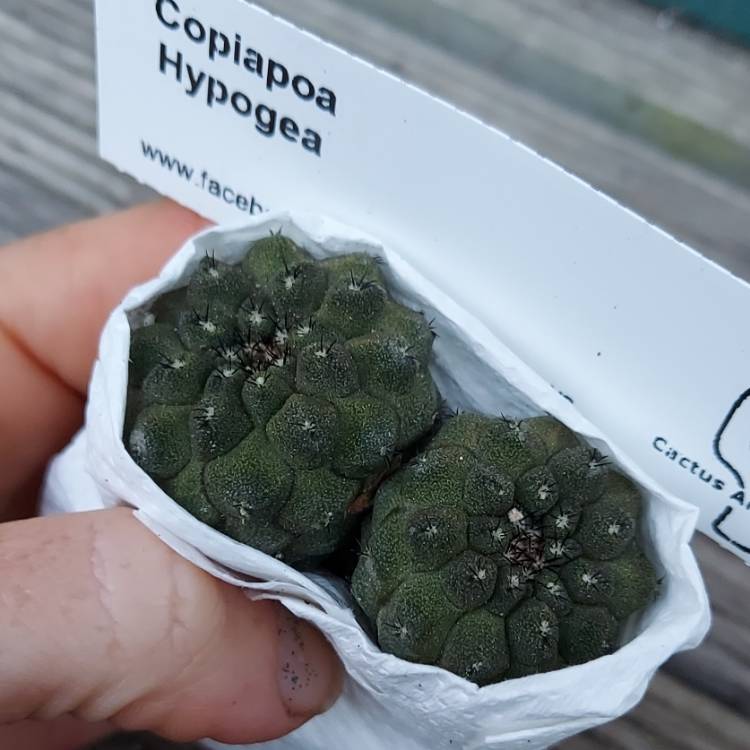 Plant image Copiapoa hypogaea