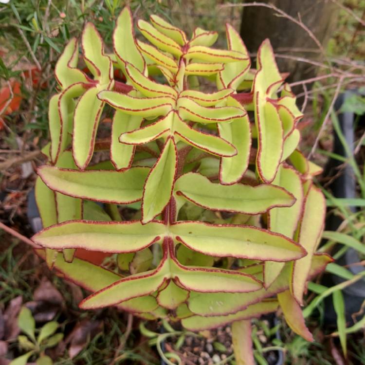 Plant image Kalanchoe prolifera