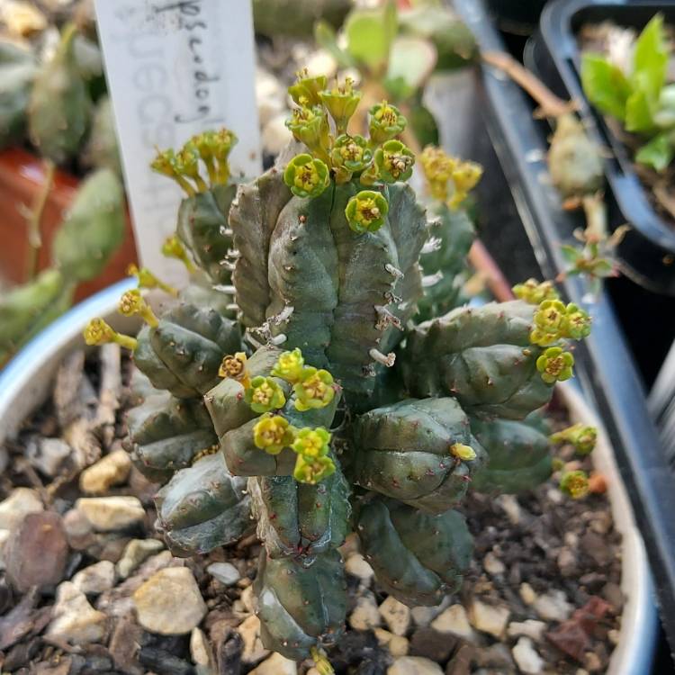 Plant image Euphorbia Pseudoglobosa