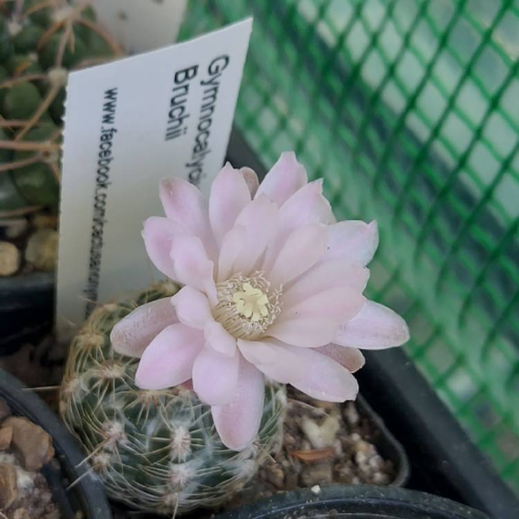 Plant image Gymnocalycium Bruchii