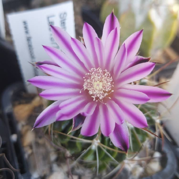 Plant image Stenocactus  syn. Echinofossulocactus