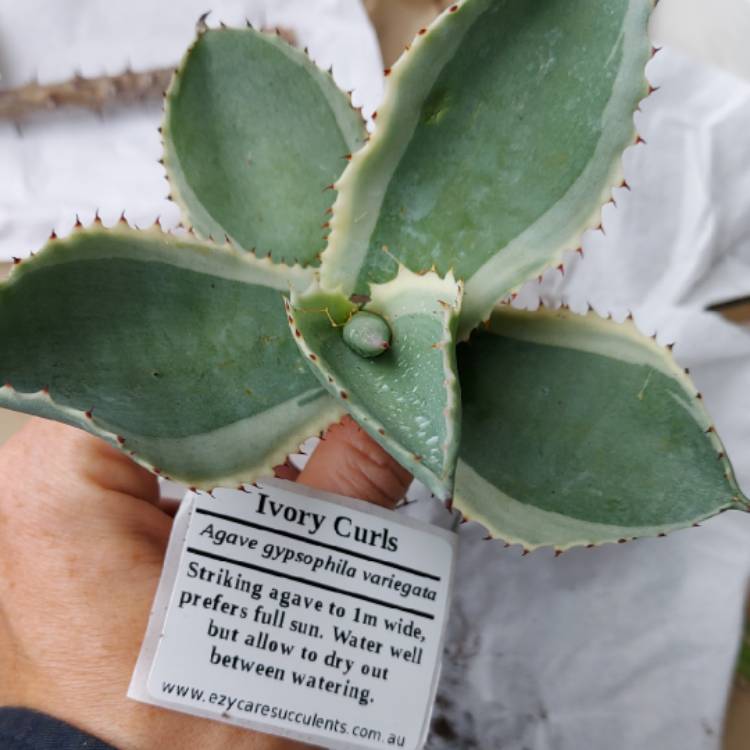 Plant image Agave Gypsophila