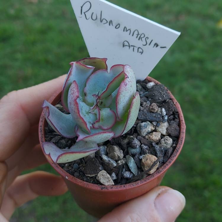 Plant image Echeveria rubromarginata