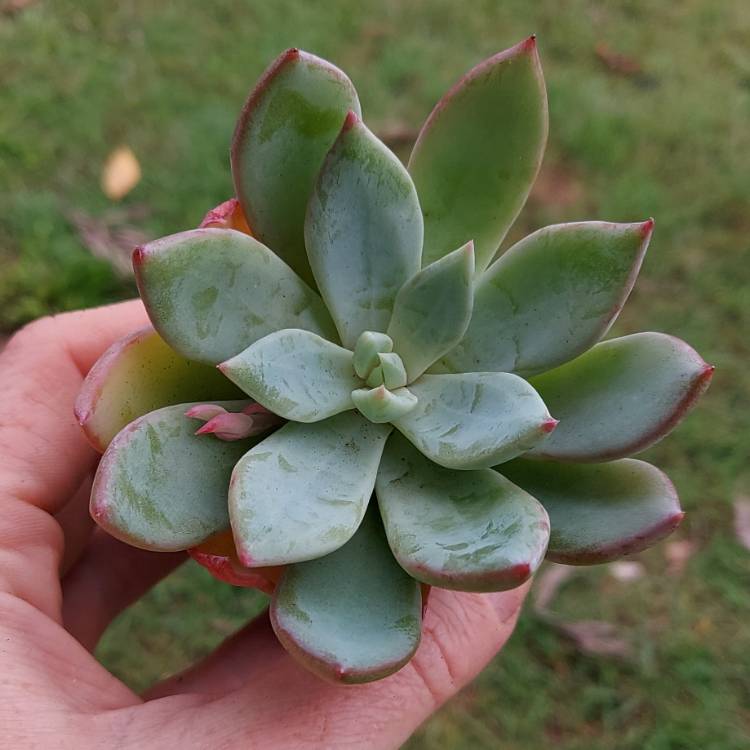 Plant image Echeveria Cleone