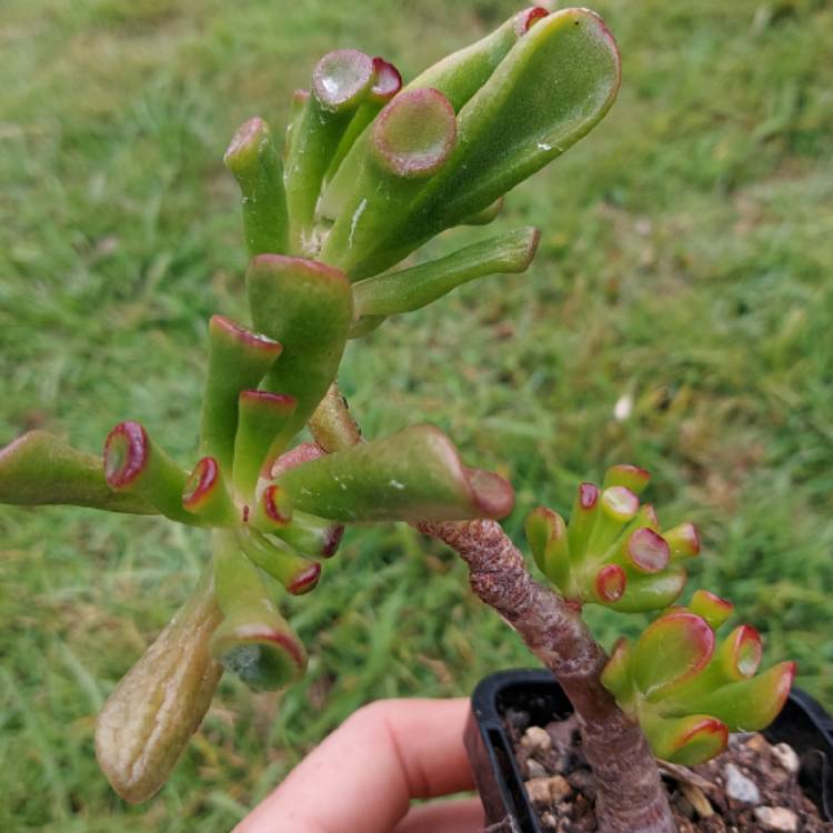 Plant image Crassula Ovata 'Gollum'