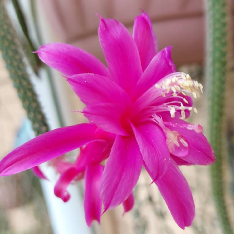 Plant image Aporocactus flagelliformis