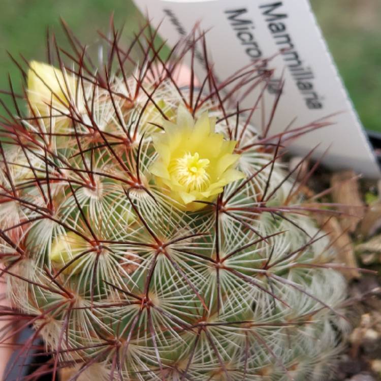 Plant image Mammillaria microhelia syn. Mammillaria droegeana, Mammillaria microheliopsis