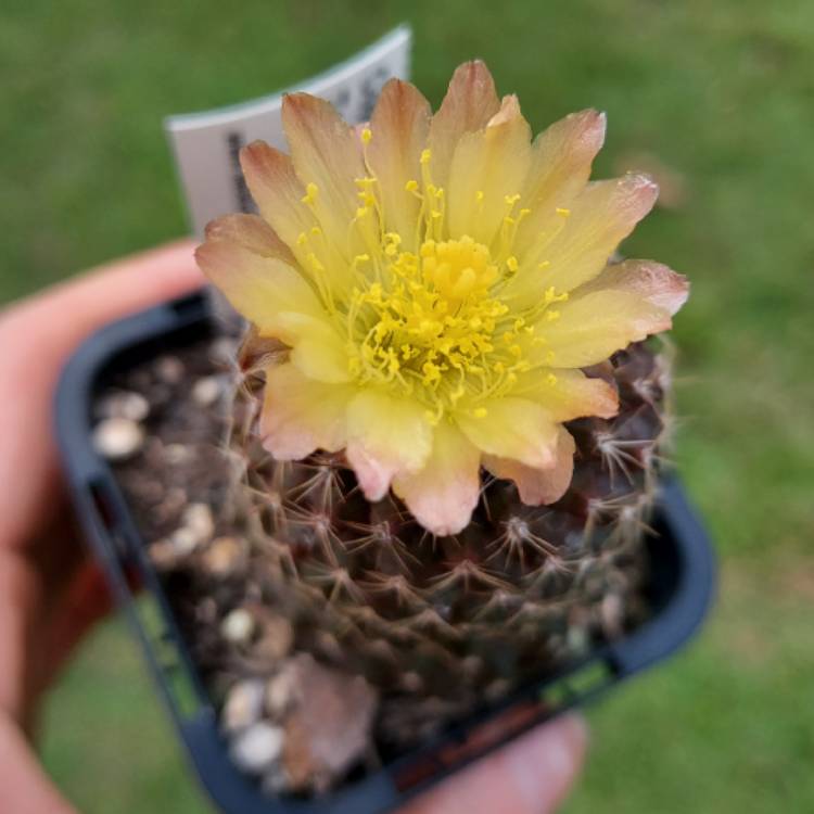 Plant image Copiapoa tenuissima