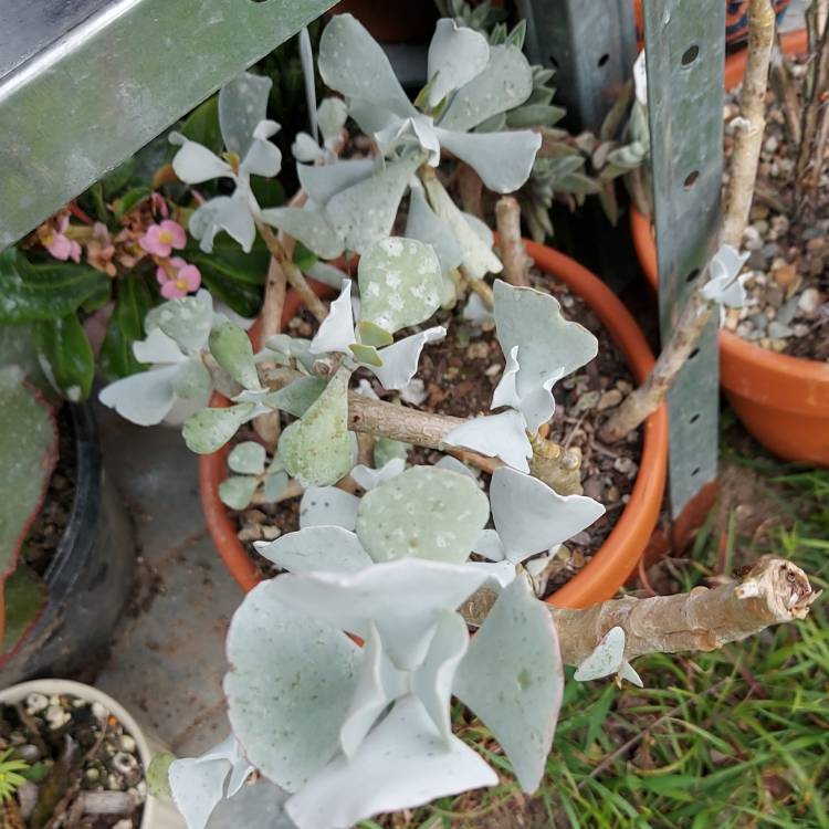 Plant image Cotyledon orbiculata 'Silver Waves'