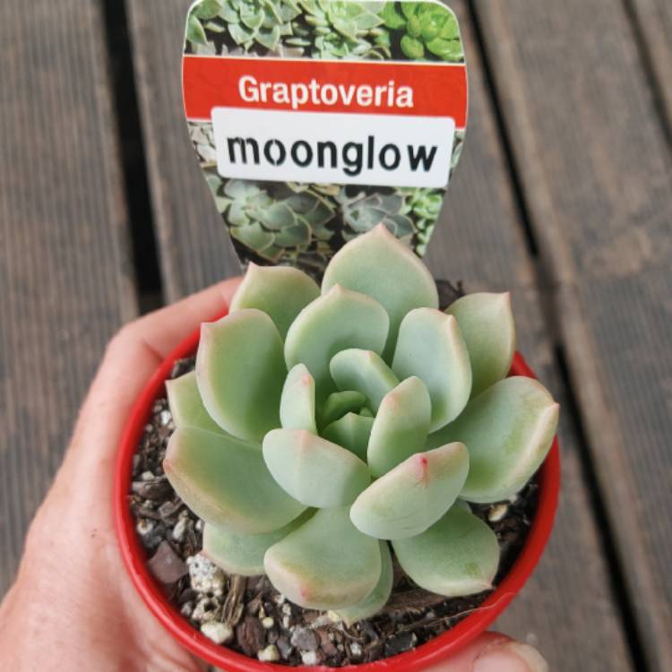 Plant image Graptoveria 'Moonglow'