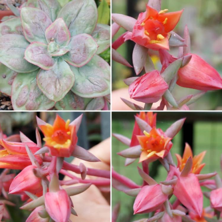 Plant image Echeveria Baron Bold