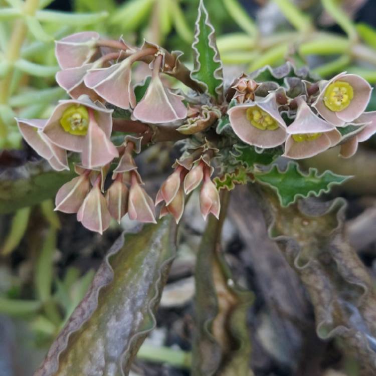 Plant image Euphorbia Ambovombensis