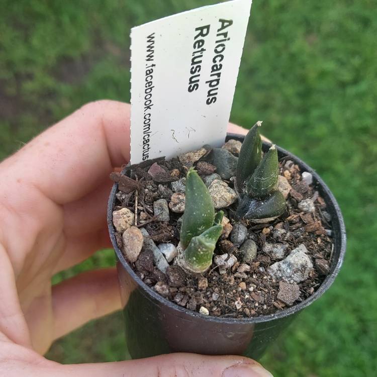 Plant image Ariocarpus retusus