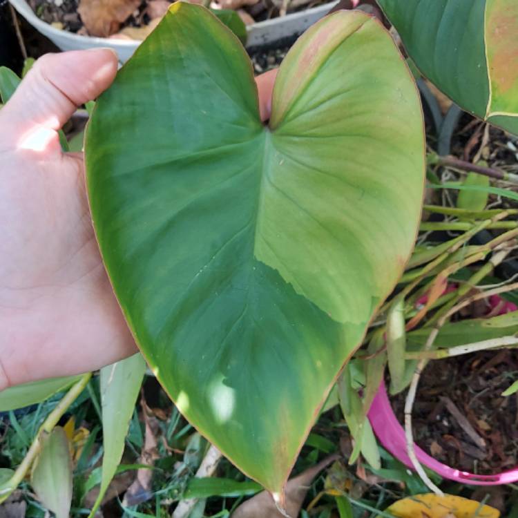 Plant image Homalomena Rubescens