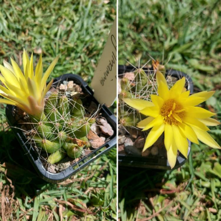 Plant image Mammillaria longimamma