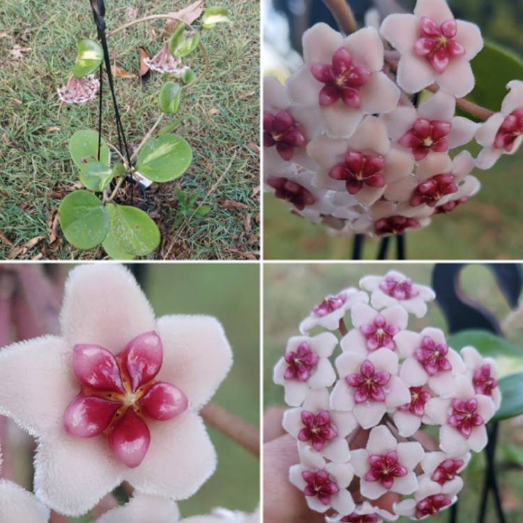 Plant image Hoya Obovata Variegata 