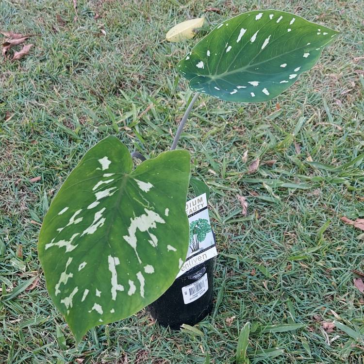 Plant image Caladium praetermissum