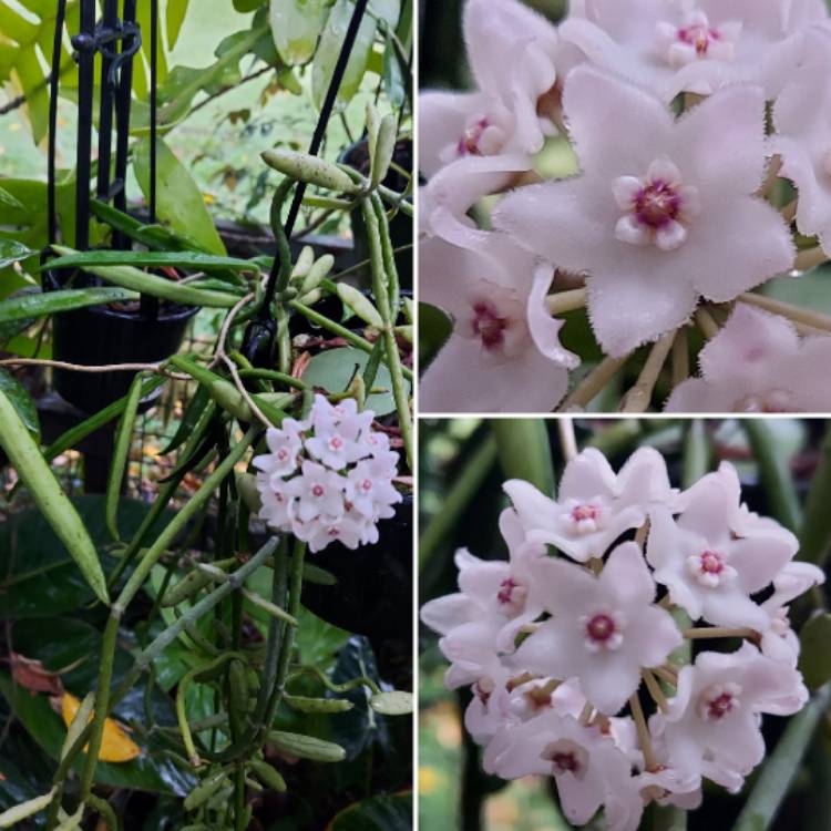 Plant image Hoya shepherdii