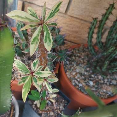 Euphorbia Milii Variegata 'Pink Charm' Corona de Cristo