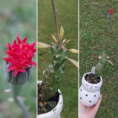 Senecio mweroensis subs. saginatus