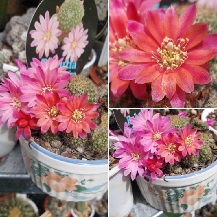 Plant image Rebutia Pink Sensation