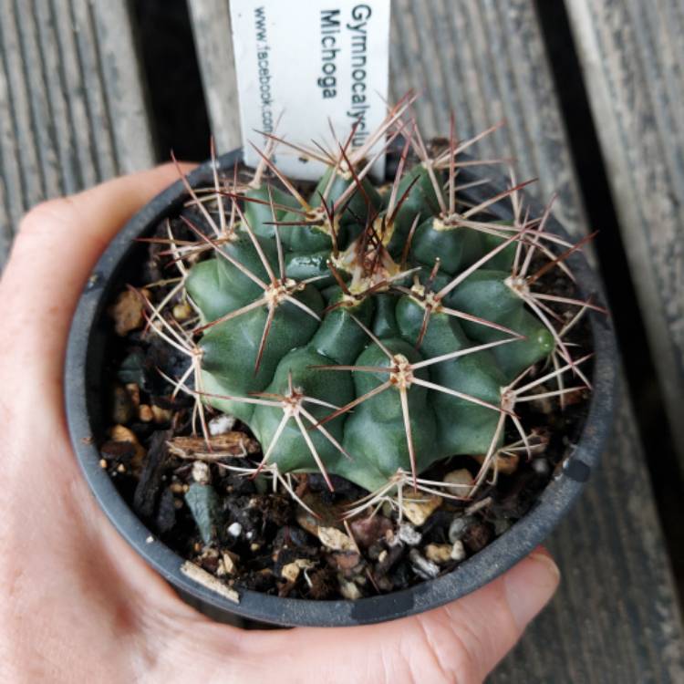 Plant image Gymnocalycium Michoga 