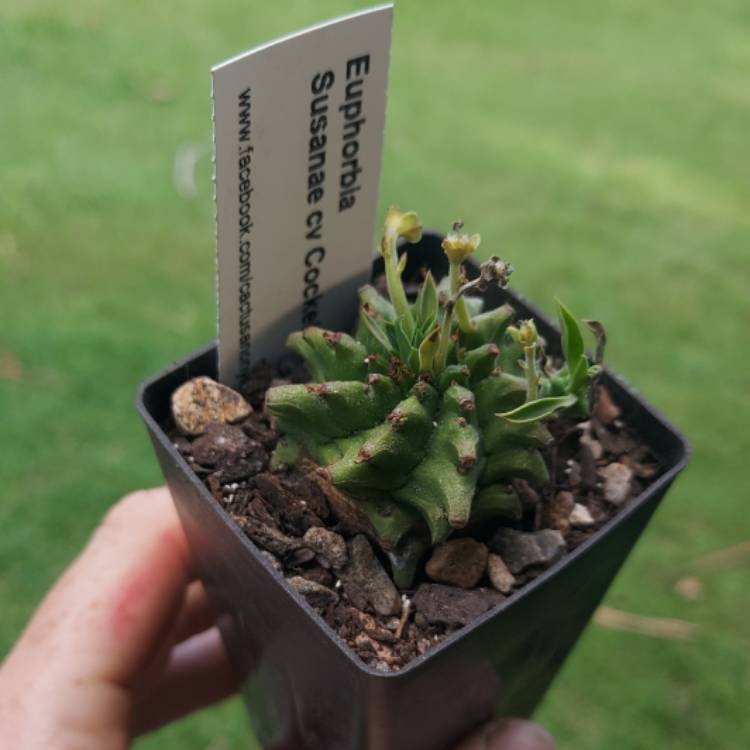 Plant image Euphorbia bupleurifolia 'Cockelbur'