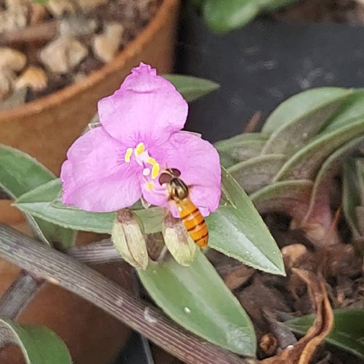 Plant image Callisia navicularis syn. Tradescantia navicularis ; Phyodina navicularis