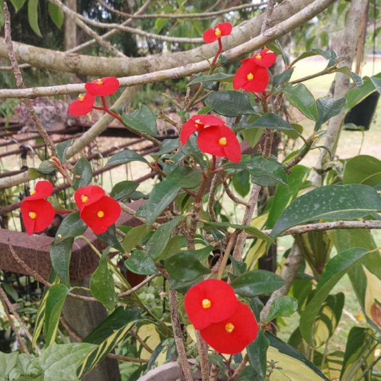 Plant image Euphorbia Geroldii