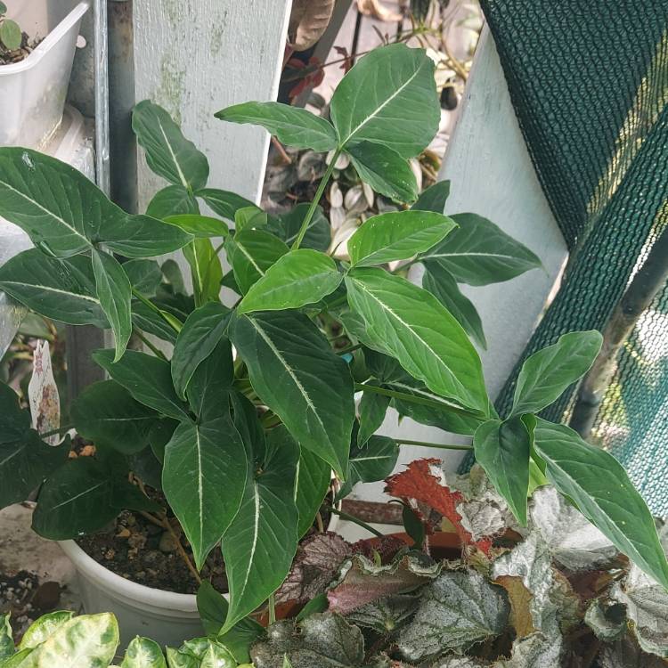 Plant image Syngonium wendlandii