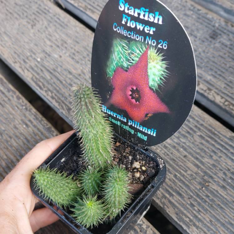 Plant image Huernia pillansii