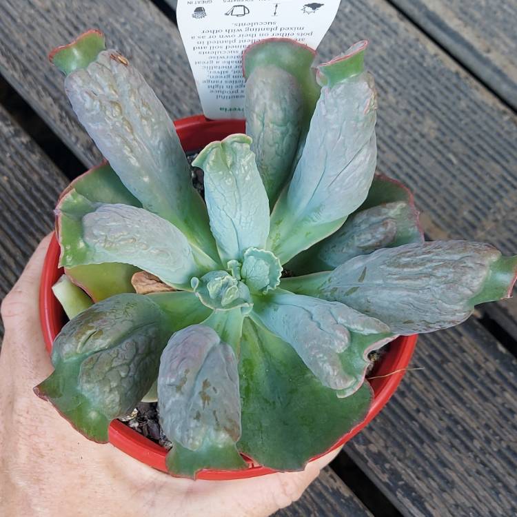 Plant image Echeveria Linguas