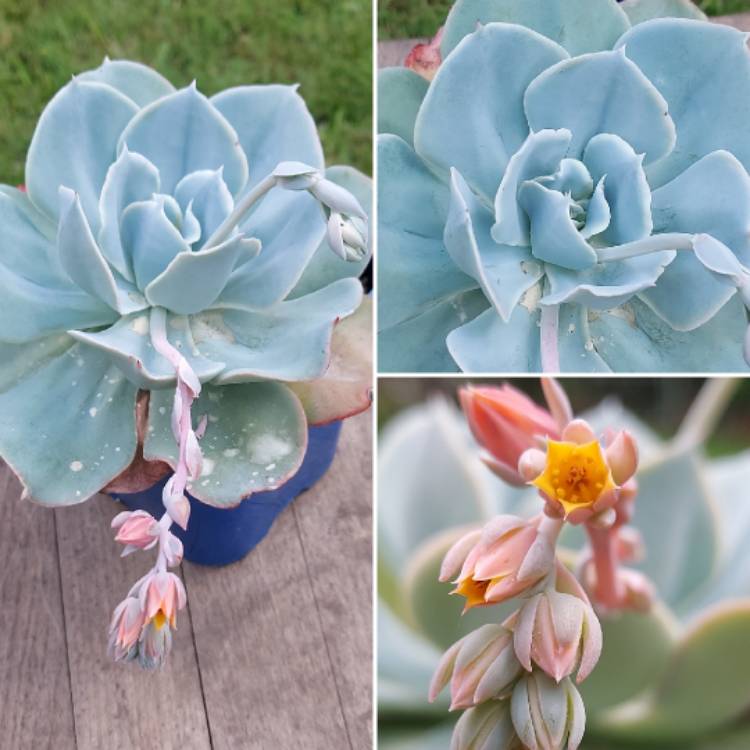 Plant image Echeveria Cloudburst