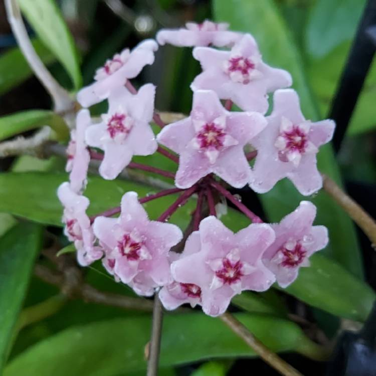 Plant image Hoya 'Mini-Belle'