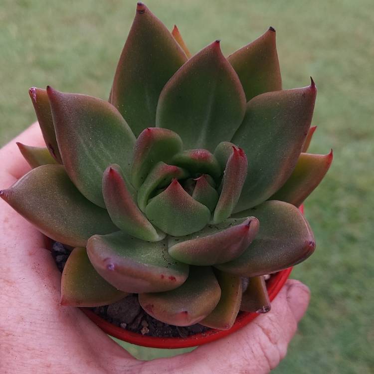 Plant image Echeveria Victor Reiter