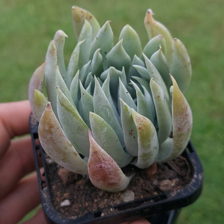 Plant image Dudleya  candida