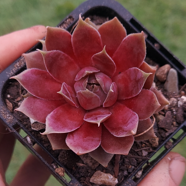 Plant image Sempervivum VJ10