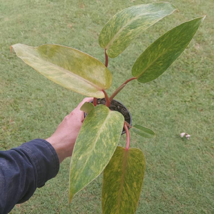 Plant image Philodendron 'Painted Lady'