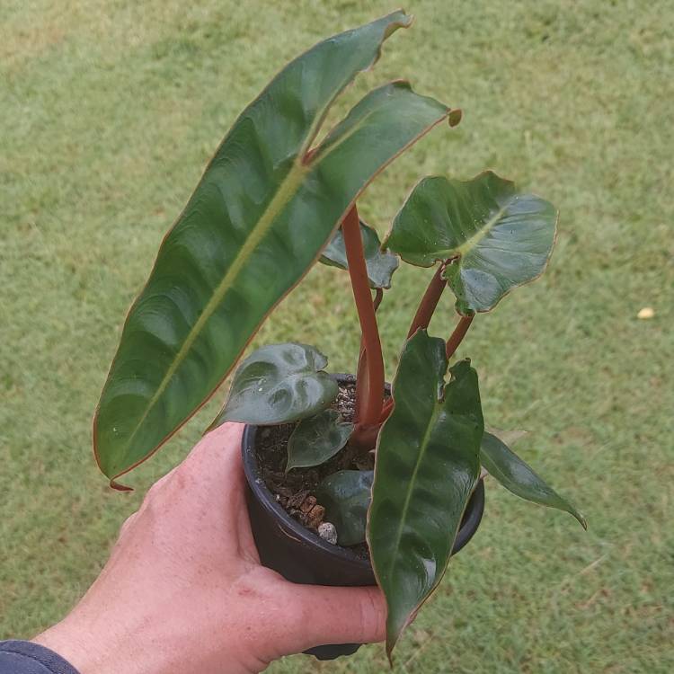 Plant image Philodendron billietiae