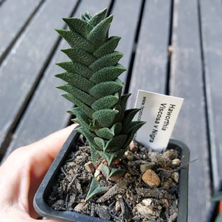 Plant image Haworthia nigra