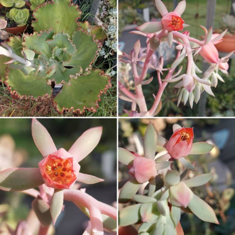 Plant image Echeveria Crinoline