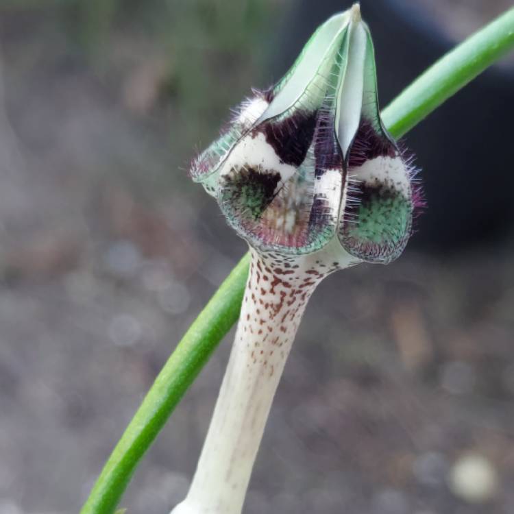 Plant image Ceropegia nilotica