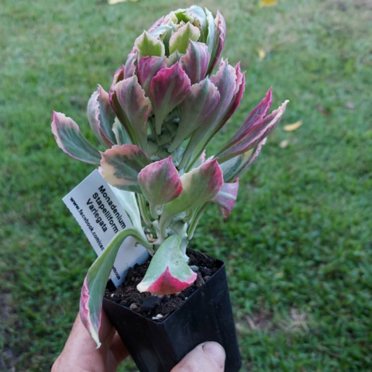 Plant image Euphorbia neostapelioides f. Variegata syn. Monadenium Stapeliodes f. Variegata