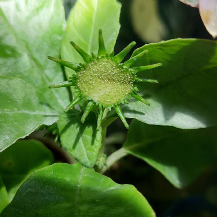 Plant image Dorstenia Hildebrandtii